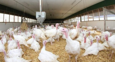 Typy krůtích krmítek a jak to udělat sami, výkresy a rozměry